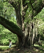 Filename=00139.jpg
Filesize=2344KiB
Dimensions=3000x1250
Date added=14.06.25 00139.jpg